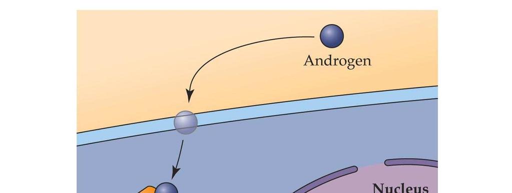 ndrogeni receptor (R) TRNSRIPTINL REGULTIN DN BINDING RMNE BINDING N N 3 ----- 3 - ----- - Regulacija transkripcije DNK vezivno