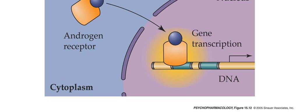 folikulima dlaka NDRGENI REEPTR ndrogen Jedro ndrogeni receptor Genska transkripcija itoplazma DNK androgen se vezuje za receptor