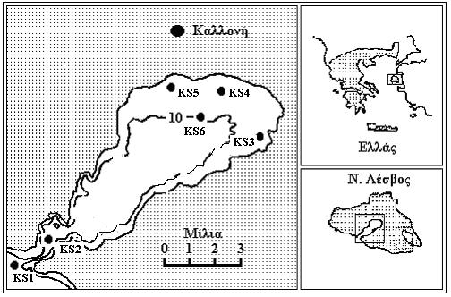 Σχήμα 3.2.1. Ο κόλπος Καλλονής της νήσου Λέσβου: Θέσεις σταθμών δειγματοληψίας KS1- KS6. 3.3. Αναλυτική μεθοδολογία.