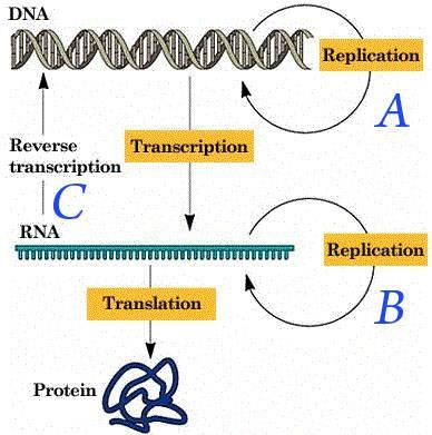 Κεντρικό δόγμα της Βιολογίας Η κατεύθυνση με την οποία η γενετική πληροφορία, που είναι καταγεγραμμένη στο μόριο του DNA «ρέει» προς τις πρωτεϊνες ονομάζεται Κεντρικό Δόγμα της Βιολογίας.