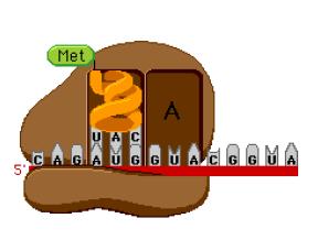 Έναρξη μετάφρασης oτο mrna, μέσω μίας αλληλουχίας που βρίσκεται στην 5 αμετάφραστη περιοχή συνδέεται με το rrna της μικρής ριβοσωμικής υπομονάδας σύμφωνα με τους κανόνες συμπληρωματικότητας.