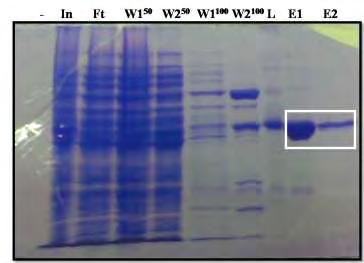 mg/ml και στο Ε2 κλάσμα με 0,25 mg/ml. Μετά την διαπίδυση για το Ε1 είναι 4,26 mg/ml και για το Ε2 0,125mg/ml. Εικ.4.1. Ηλεκτροφόρηση κλασμάτων στήλης Ni-NTA από τα στάδια απομόνωσης της AtHESP.