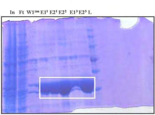 Βελτίωση απόδοσης: Απομόνωση AtHESP από καλλιέργεια 3 λίτρων Τέλος για να λάβουμε ακόμα μεγαλύτερη ποσότητα AtHESP από τον καθαρισμό εκχυλίσματος κυττάρων E.