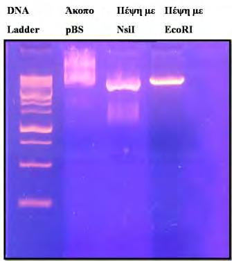 Εικ..4.10. Απομόνωση του πλασμιδίου pbs και πέψη του με τα ένζυμα περιορισμού NsiI και EcoRI. 4.2.2. Προετοιμασία υποστρωμάτων αντιδράσεων αποαδενυλίωσης με μεταγραφή in vitro.