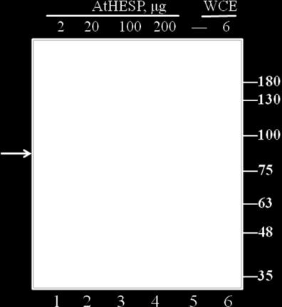 Στην πρώτη διαδρομή έχουν ηλεκτροφορηθεί τα 2μg AtHESP, στην δεύτερη τα 20μg, στην τρίτη τα 100μg και στη τέταρτη τα 200μg AtHESP.