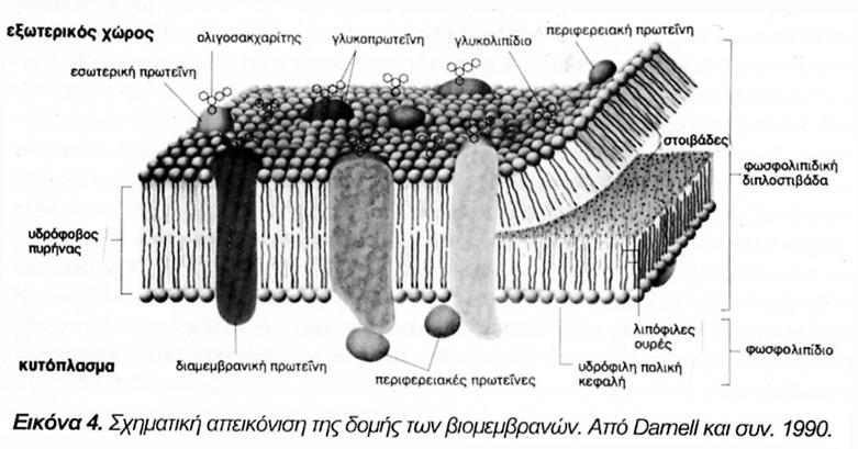 Δομή