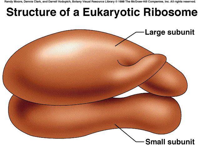 Ριβοσωμάτια Μεγάλη υπομονάδα υπεύθυνα για