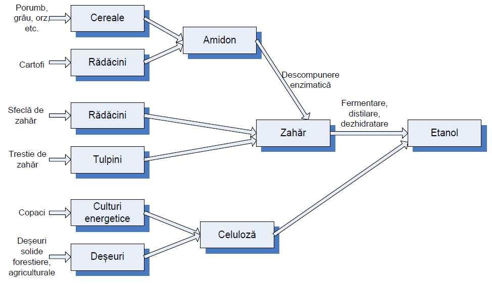 11): - 1) distrugerea enzimatică/dizolvarea compuşilor glucidici cu masă moleculară mare (amidon, celuloză) în zaharuri simple (glucoză, maltoză, rafinoză); - 2) conversia zaharurilor simple în