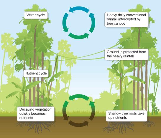 Μοναδικό τρόπο συντήρησης και βελτίωσης παραγωγικότητας δασικών