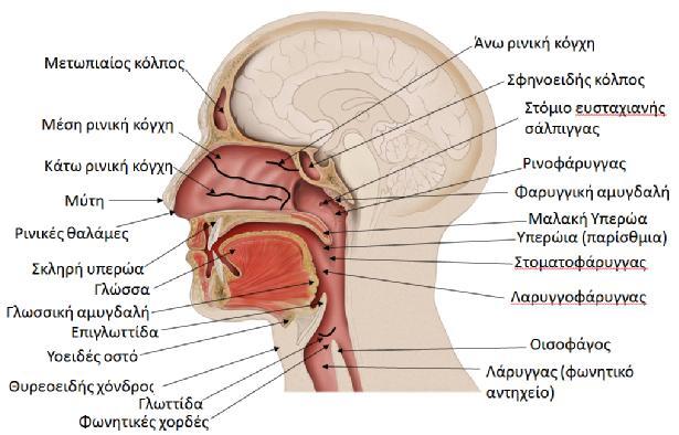 αεραγωγούς όπως αποκαλούνται, περιλαμβάνονται όλες οι δομές της αναπνευστικής οδού από τις ρινικές κοιλότητες έως τις φωνητικές χορδές, συμπεριλαμβανομένων των παραρρίνιων κόλπων και του λάρυγγα.