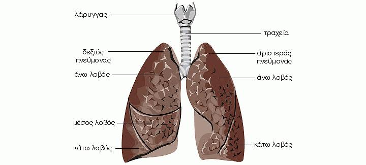 1.2 ΟΙ ΠΝΕΥΜΟΝΕΣ Οι πνεύμονες βρίσκονται εντός της θωρακικής κοιλότητας η οποία ορίζεται από τον θώρακα και την σπονδυλική στήλη.