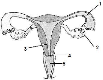 4. α) Το πιο κάτω σχήμα απεικονίζει το γυναικείο γεννητικό σύστημα. i. Να αναγνωρίσετε τα μέρη 1-5 του σχήματος. (μ.1,25) 1.... 2.... 3.... 4.... 5.... ii.
