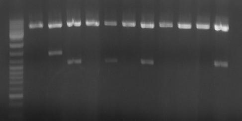 1 2 3 4 5 6 7 8 9 10 11 12 Εικόνα 21: Ηλεκτροφόρηση σε πηκτή αγαρόζης 1%. ιαδροµή 1: 2 µl µάρτυρας µοριακών βαρών ΜΒ 2, ιαδροµές 2-12: 10 µl αντίδραση πέψης του πλασµιδιακού DNA µε ΕcoRI.
