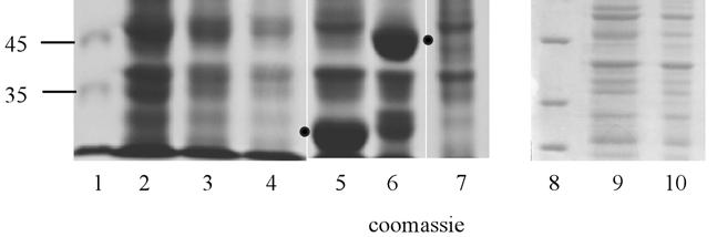 επωάστηκαν απουσία (-, διαδροµές 2, 3, 4 και 9) ή παρουσία (+, διαδροµές 5, 6, 7 και 10) IPTG. Τα αντίστοιχα πρωτεϊνικά εκχυλίσµατα αναλύθηκαν µε SDS-PAGE και χρώση Coomassie.