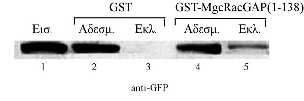 4.Β.1.1.5. O HisGFP-HIF-1α(244-532) συνδέεται in vitro µε την GST- MgcRacGAP(1-138). Περίπου 85µg καθαρισµένου HisGFP-HIF-1α(244-532) (βλ.