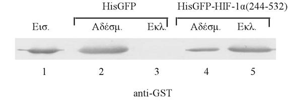 4.Β.1.1.7. Η GST-MgcRacGAP(1-138) συνδέεται in vitro µε τον HisGFP-HIF- 1α(244-532) και τον HisGFP-HIF-1α. Περίπου 50µg καθαρισµένης πρωτεΐνης GST-MgcRacGAP(1-138) (βλ.