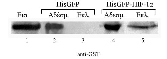 Εικόνα 27: Χρωµατογραφία αγχιστείας της καθαρισµένης πρωτεΐνης GST-MgcRacGAP(1-138) µε σφαιρίδια νικελίου επωασµένα µε HisGFP ή HisGFP-HIF-1α.