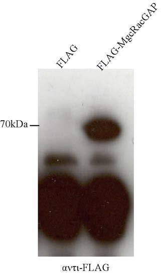 πλασµιδιακό φορέα pegfp. Αντίστοιχα ολόκληρο το µόριο της ανθρώπινης MgcRacGAP βρίσκεται σε σύντηξη µε τον επίτοπο FLAG στον πλασµιδιακό φορέα pme18s-flag. 4.Β.1.2.1. Ανοσοκατακρήµνιση της FLAG-MgcRacGAP.