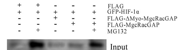 Εικόνα 29: Κύτταρα HeLa επιµολύνθηκαν µε πλασµίδια που εκφράζουν: GFP-HIF-1α (pegfp- HIF-1α) και FLAG (pme18s-flag) ή FLAG- Myo-MgcRacGAP ή FLAG- MgcRacGAP, όπως απεικονίζεται.