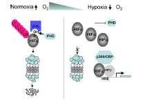 του HIF-1α που πάλι καθορίζεται από τα ενδοκυττάρια επίπεδα οξυγόνου (συνθήκες ήπιας υποξίας ή επανοξυγόνωσης).