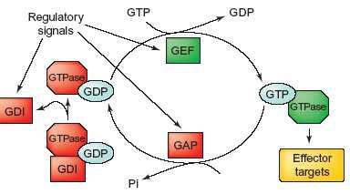 1.4. Η ΟΜΗ ΚΑΙ ΟΙ ΛΕΙΤΟΥΡΓΙΕΣ ΤΗΣ MgcRacGAP H MgcRacGAP (Male Germ Cell Rac Gap) είναι µια GAP (GTPase Activating Protein) της οικογένειας των Rho πρωτεϊνών.