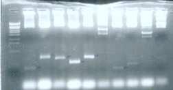 4.Α.2.3. Παρασκευή πλασµιδιακού DNA µεσαίας κλίµακας και ανάλυση του πλασµιδιακού DNA µε πέψη µε NotI.