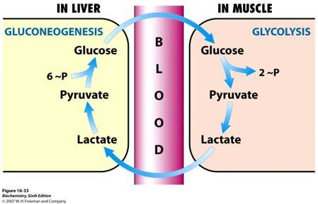 Preteče koji nastaju u mišićima (laktat, alanin) transportiraju se u jetra gdje se dalje metaboliziraju (Cori ciklus) Jetra obnavljaju rezerve glukoze