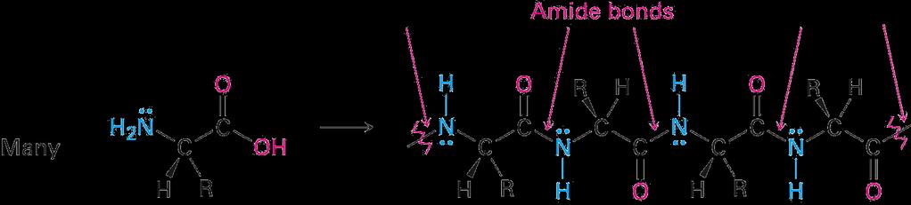 ПЕПТИДИТЕ СЕ НИЗИ ОД АМИНОКИСЕЛИНИ Пептидите се кратки полимери составени од 2 50 аминокиселински остатоци: 2 остатоци дипептид; 3 остатоци