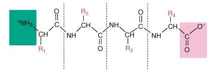 ПРЕТСТАВУВАЊЕ НА ПЕПТИДИТЕ N-крај C-крај Аминокиселинскиот остаток со слободна амино група се