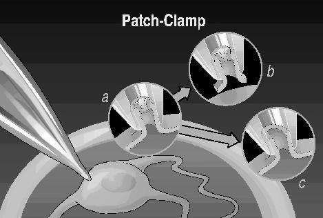 Испитивање јонских канала patch-calmp calmp техника Електричне методе за испитивање јонских канала су коришћене давно пре него што је била позната њихова структура.