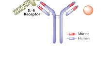 Τοcilizumab (TCZ) αναστολέας των υποδοχέων της IL-6 έχει έγκριση για τη θεραπεία της ΡΑ.