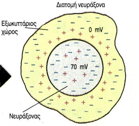 Εικόνα 5: Σχηματική αναπαράσταση διαφοράς δυναμικού της μεμβράνης 1.3.2.