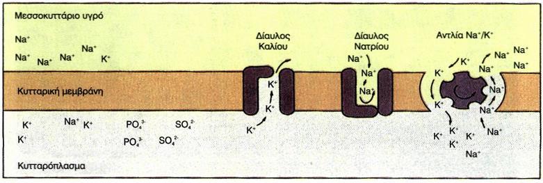 Διεγέρσιμο κύτταρο είναι το κύτταρο εκείνο το οποίο μπορεί να ανταποκρίνεται σε ένα ερέθισμα που δέχεται με παραγωγή ηλεκτρικού σήματος που μεταφέρεται αμείωτο κατά μήκος της μεμβράνης.