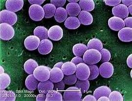 1.2. Staphylococcus aureus (Χρυσίζων Σταφυλόκοκκος) Ο S. aureus ανήκει στο γένος των βακτηρίων που είναι θετικοί κατά Gram κόκκοι.