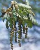Βελανιδιά - Quercus macrolepis, (μελίτωμα). Δασικό δέντρο με μεγάλη εξάπλωση σε όλη την ορεινή χώρα και ενδιαφέρον από μελισσοκομική πλευρά. Κατά το μήνα Ιούλιο, δίνει μελιτώδεις εκκρίσεις.