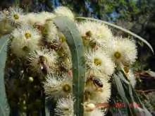 Ευκάλυπτος - Eucalyptus spp, (νέκταρ). Υπάρχουν πολλά μελισσοκομικά είδη ευκάλυπτου που ανθίζουν σχεδόν όλες τις εποχές (Χαριζάνης, 1989, 1996β). Το μέλι του ευκάλυπτου είναι συνήθως ανοιχτόχρωμο.