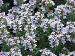 Επίσης υπάρχει το γνωστό θρουμπί (Thymus capitatus), που επίσης ονομάζεται θυμάρι.