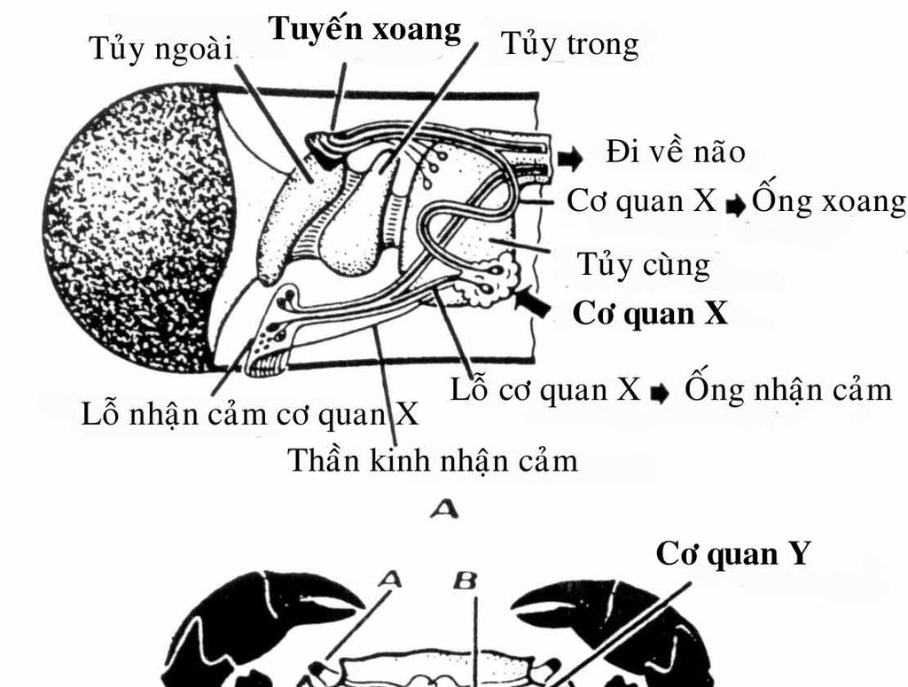 78 Tất cả các sợi trục thần kinh đều giải phóng các chất có tác dụng kích thích hay ức chế các mô bên cạnh. Vì vậy, ở một mức độ nào đó tất cả hệ thần kinh được xem như tuyến.