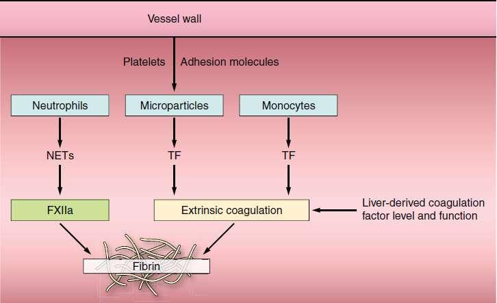 Venous