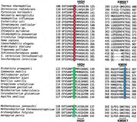 Εικόνα 1.2 Τα HIGH και KMSKS μοτίβα που βρέθηκαν με πολλαπλή στοίχιση σε ακολουθίες της ArgRS (Sekine et al., 2001). 1.4.