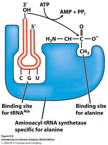 Η ενεργοποίηση των αμινοξέων, γίνεται μέσα από δύο διαδοχικές αντιδράσεις που καταλύονται από τις AARS, όπου α) αρχικά σχηματίζεται αμινοακυλοαδενυλικό από την αντίδραση ενός αμινοξέος και ενός ATP