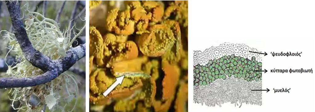 ΛΕΙΧΗΝΕΣ (2) Θαμνοειδής λειχήνας του είδους Usnea australis που αναπτύσσεται πάνω σε κλαδιά δένδρων, αποθήκια μυκοβιωτή και στρώση