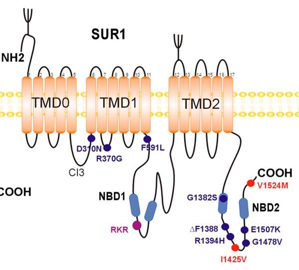 Δομή υποδοχέα SUR1 Κάθε υπομονάδα SUR1 αποτελείται από 1581 αμινοξέα 3 διαμεμβρανικές περιοχές, η TMD0 (με έλικες από