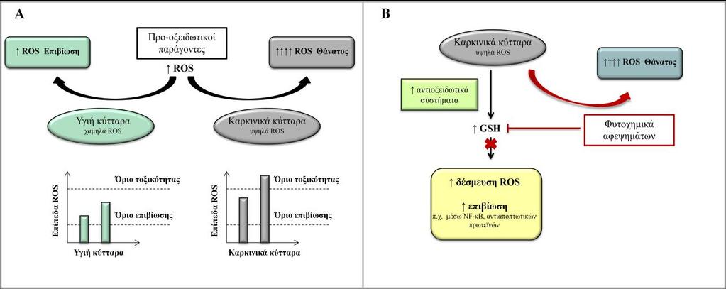 ΚΕΦΑΛΑΙΟ 4: ΣΥΖΗΤΗΣΗ-ΣΥΝΟΨΗ ΑΠΟΤΕΛΕΣΜΑΤΩΝ αναγέννησης της GSH θα μπορούσαν επίσης να συμβάλουν στη μη αντιστρεπτή μείωση της γλουταθειόνης κατά την απόπτωση (Franco and Cidlowski, 2009).