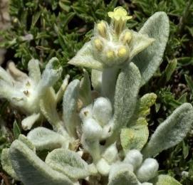 , Γ Rosmarinus officinalis L., Δ Mentha spicata L.