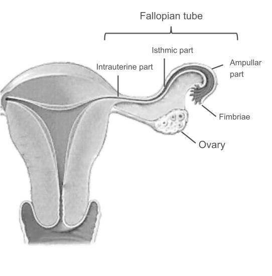 Review of the literature Ovaries Figure 1.