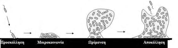 9 βιοκτόνα, είναι η δημιουργία της εξωκυτταρικής πολυσακχαριτικής μεμβράνης (Kives 2006). Εικόνα 2 : Σχηματική αναπαράσταση της δημιουργίας βιοϋμενίου της Listeria monocytogenes (Renier et al 2011).