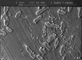 51 α β γ δ Εικόνα 12 : Απεικόνιση μεμονωμένων κυττάρων και των κυττάρων βιοϋμενίου της Listeria