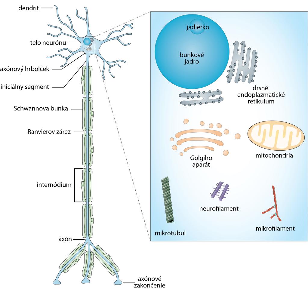 4 NERVOVÝ SYSTÉM I. Morfologický a funkčný podklad signalizácie Obrázok 1. Schematické znázornenie neurónu a vybraných organel.