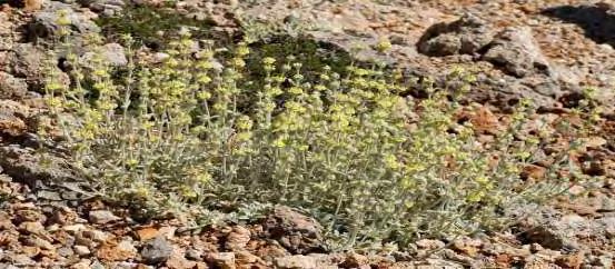 3 Sideritis syriaca:(εικ.4) Κοινώς λέγεται τσάι της Κρήτης, γνωστό ως μαλοτήρας ή καλοκοιμηθιά. Είναι πολυετής πόα, ύψους 50 εκ.